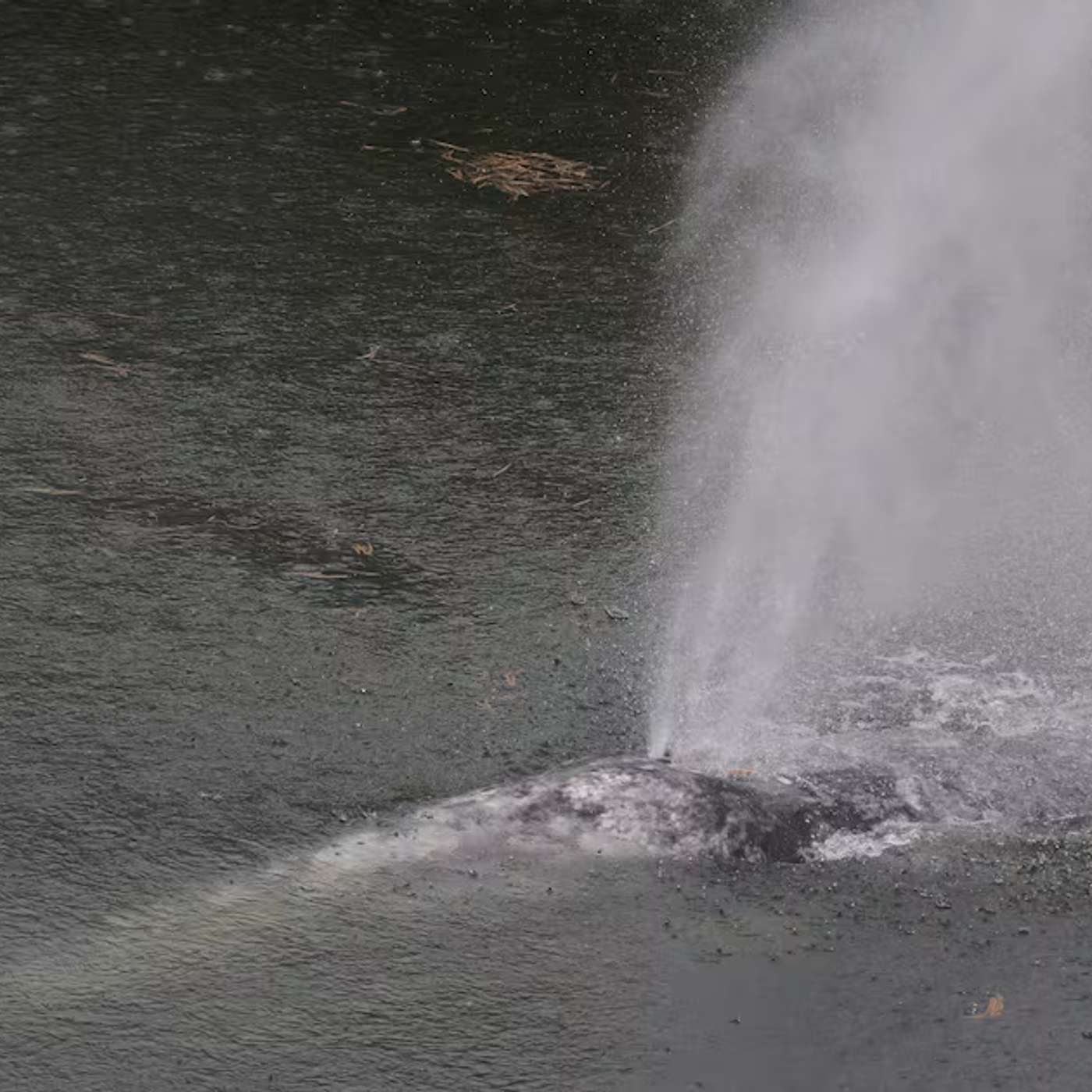 Whale Willy Dies After River Run, Vegan Cheese Redefines Melt and Health, Mitochondria Shape Mental Health, Ancient Fossil Rewrites Arthropod Origins, and more... Whale Willy Dies After River Run, Vegan Cheese Redefines Melt and Health, Mitochondria Shape Mental Health, Ancient Fossil Rewrites Arthropod Origins, and more...