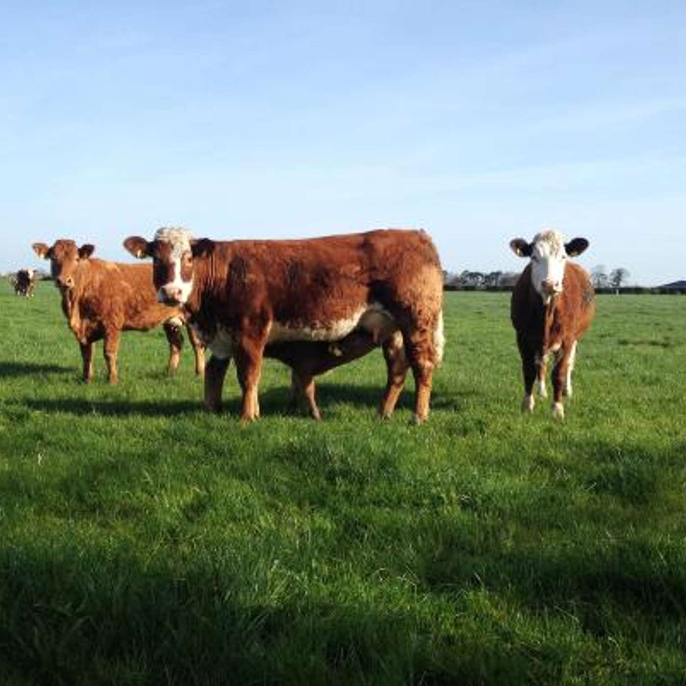 The latest research findings from the Derrypatrick herd The latest research findings from the Derrypatrick herd