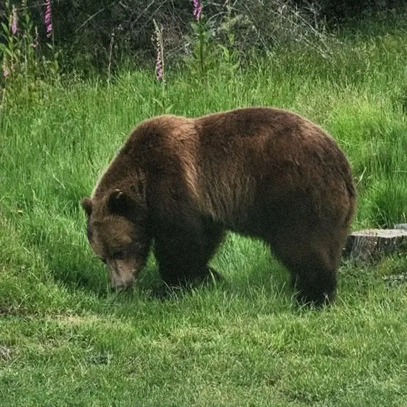 Texada residents “devastated”: Tex the grizzly killed