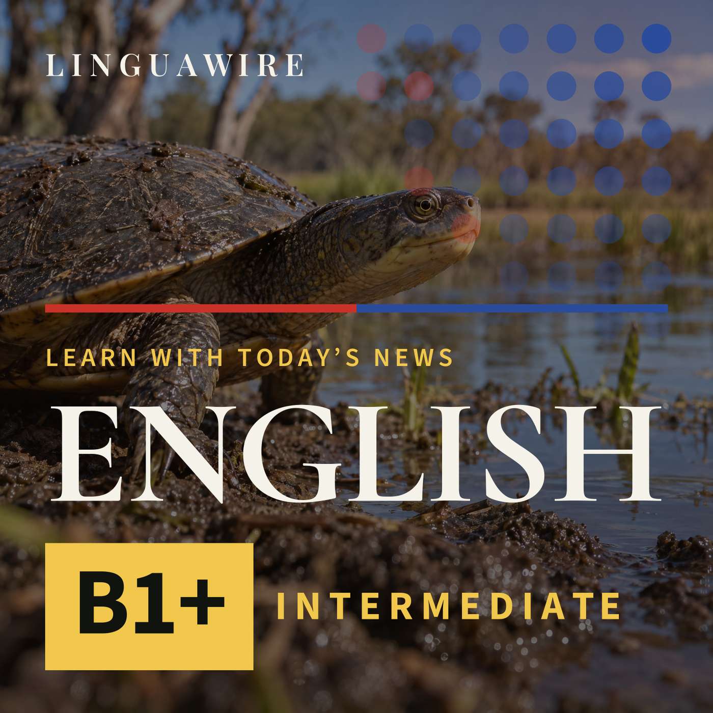 B1 English News | Turtle Eggs Bring New Life to Australian Wetlands