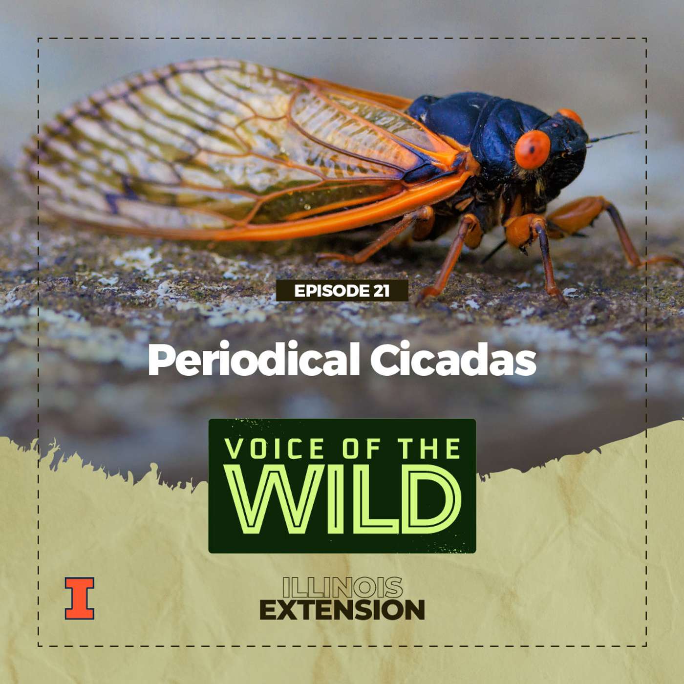 Episode 21: Periodical Cicadas – Voice of the Wild episode artwork