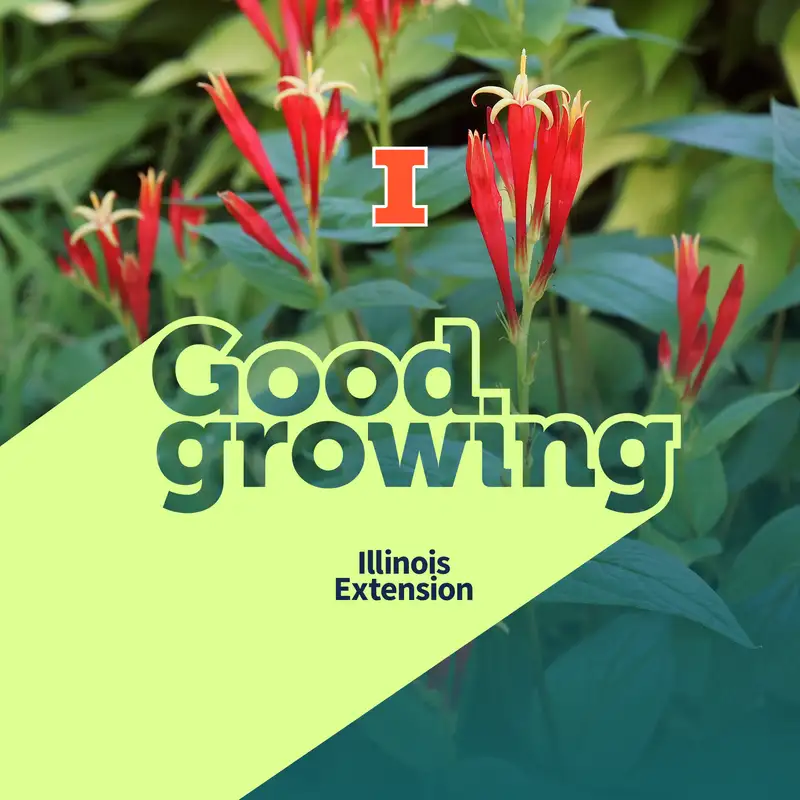 Gardenbite: Spigelia a native plant for your landscape | #GoodGrowing