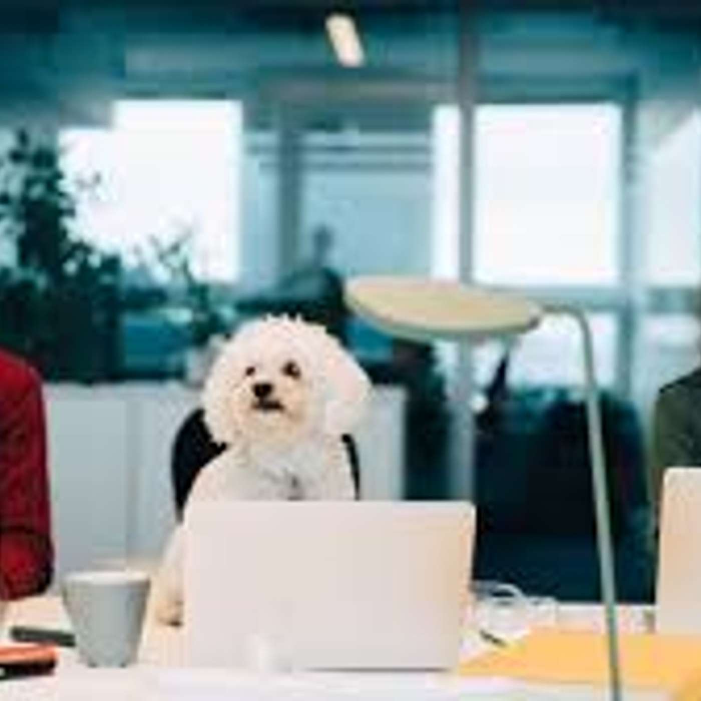 Les animaux au bureau