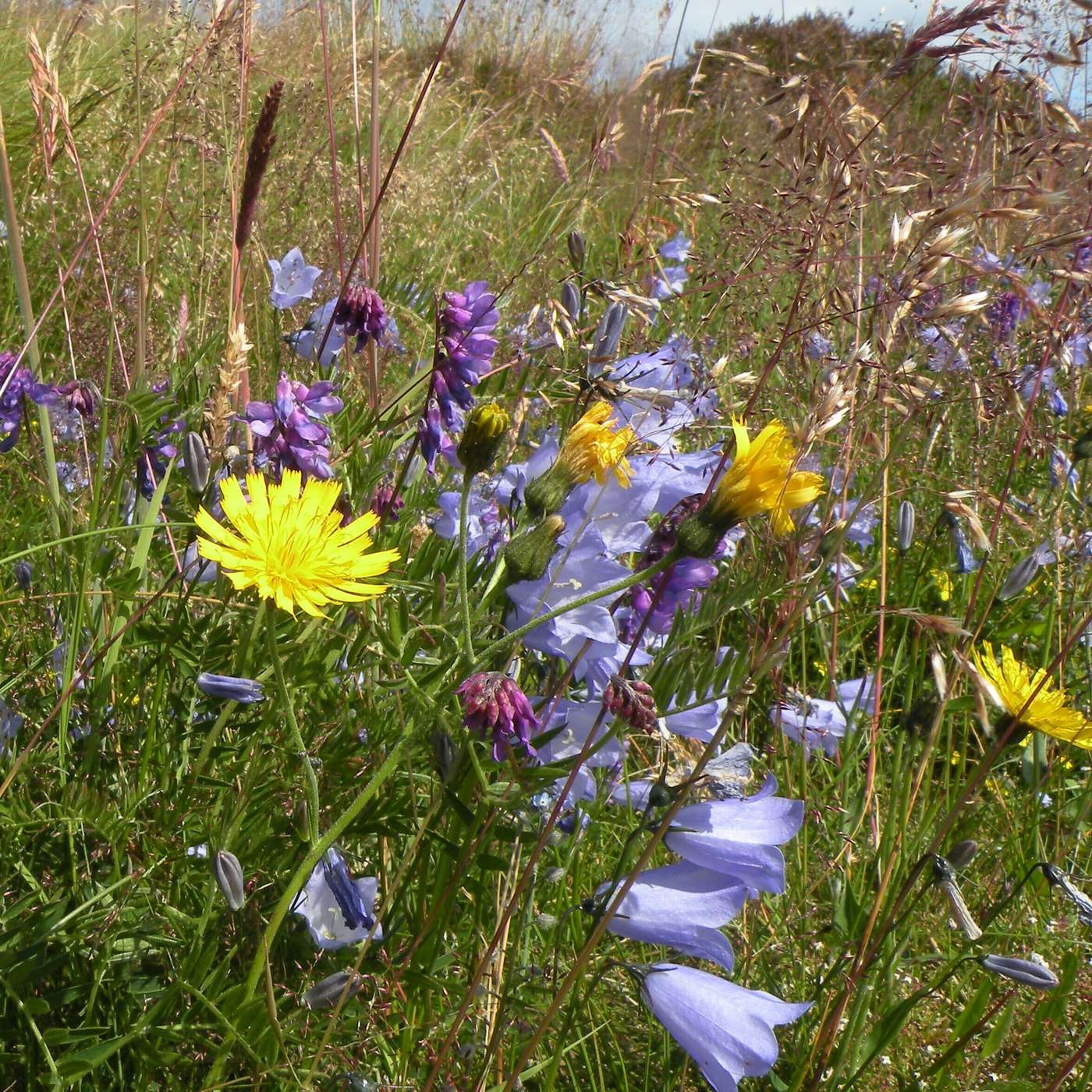 Karmels hage på St Rita Radio
