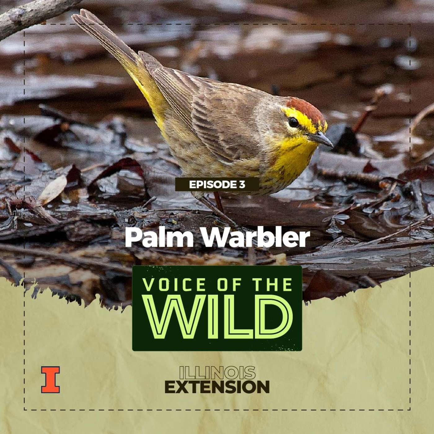 Episode 3: Palm Warbler - Voice of the Wild episode artwork