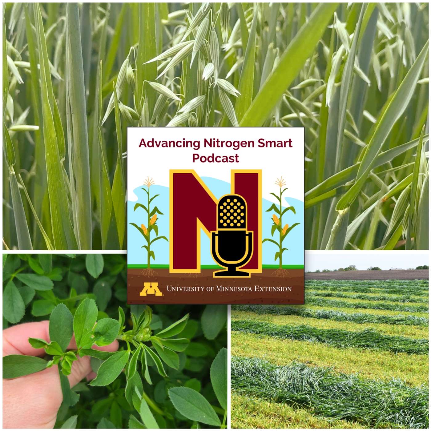 Nitrate reduction with perennials: Possible candidates, strategies, & benefits episode artwork