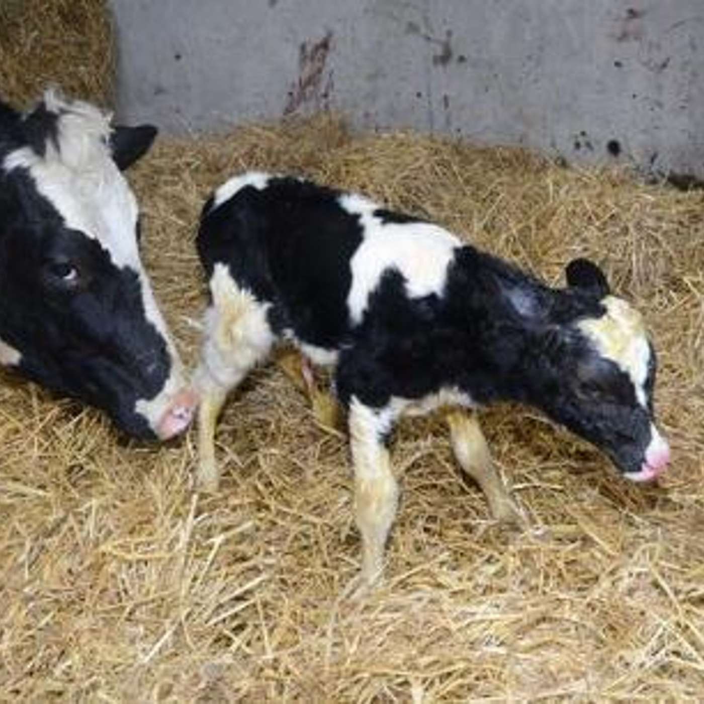 How to maximise the health of the newborn  calf in the early days