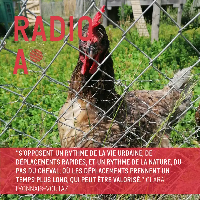 (Re)faire une place aux poules et aux chevaux dans les villes françaises ?