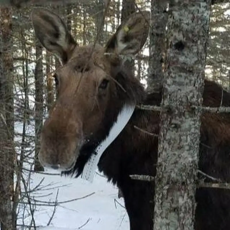 Grand Portage Hosts Upcoming 55th North American Moose Conference