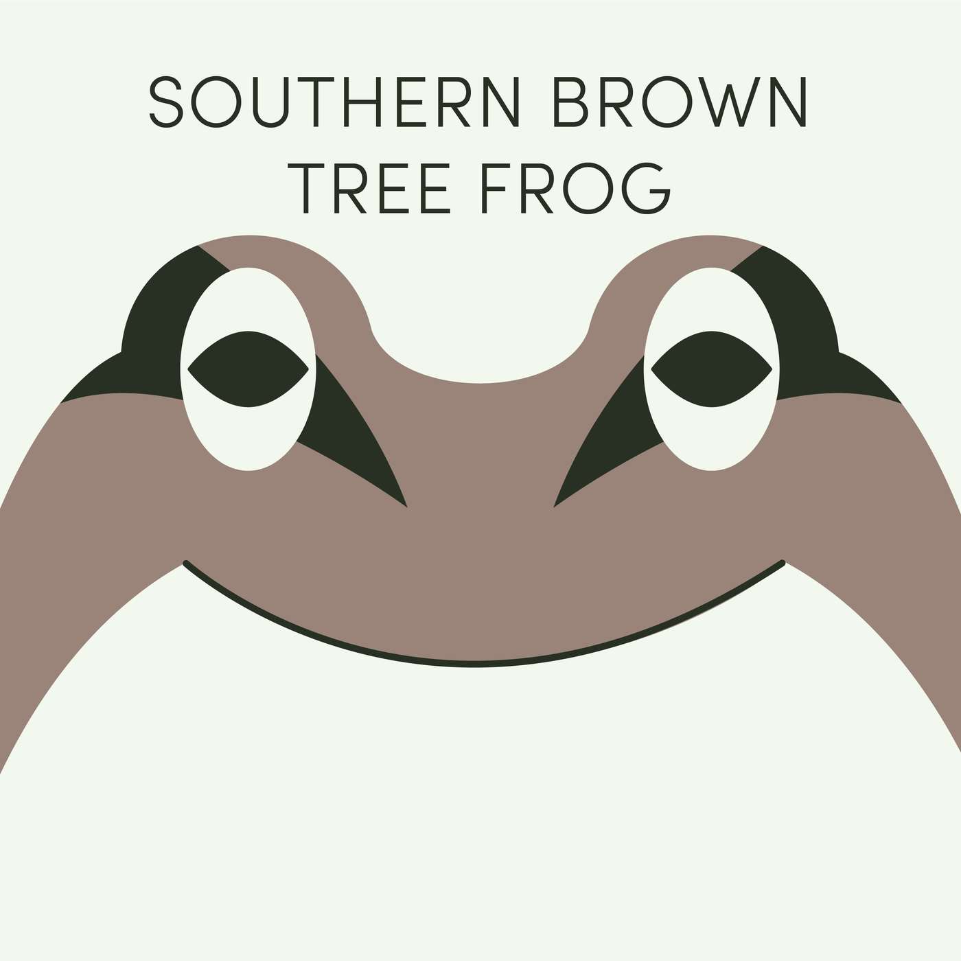 Southern Brown Tree Frog | Week of July 13th