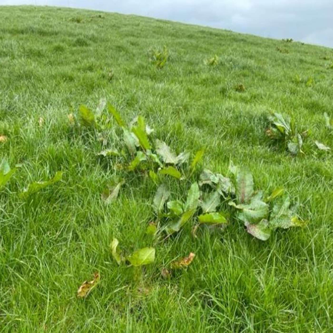 Play Weed control & planning for the year ahead
