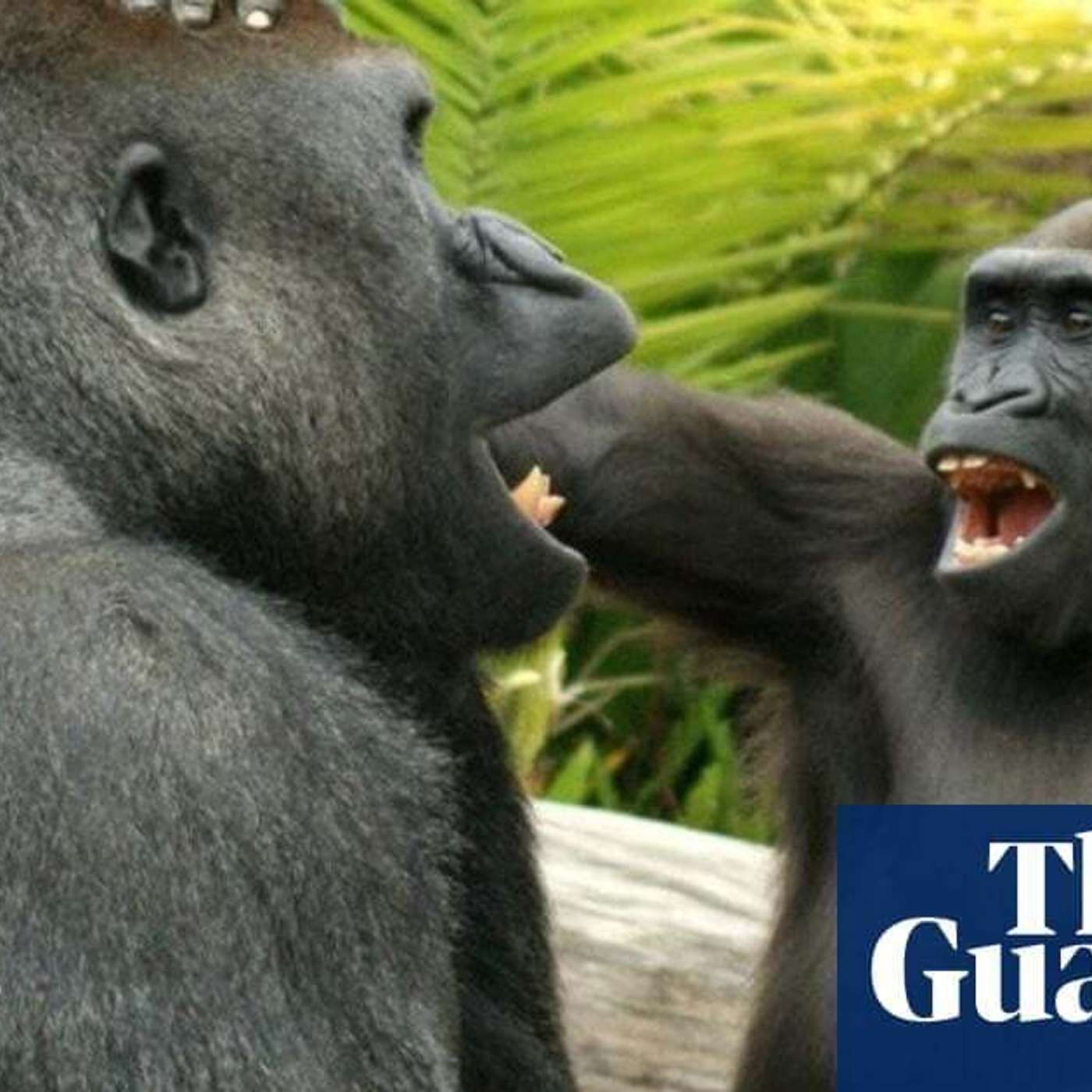 Great Apes Display Human Humor, Smoking's Long-Term Immune Effects, Altermagnetism Unveiled, JAXA Sets New Rocket Test, and more...