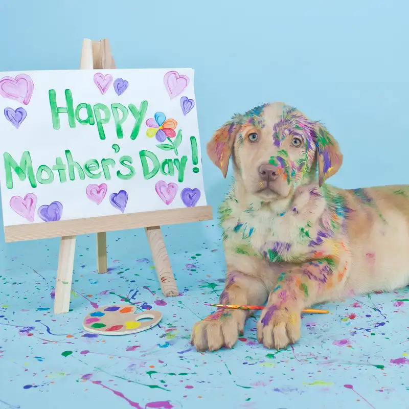  The Ones Who Know First: A Pet Mother’s Day Reflection
