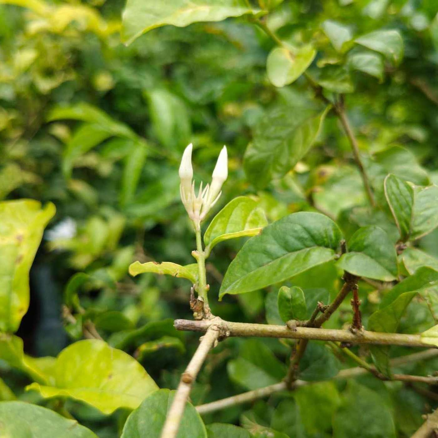 Shankarapura Mallige: The Jasmine That Wakes Before Dawn and the Farming Families Who Cannot Afford to Sleep In episode artwork