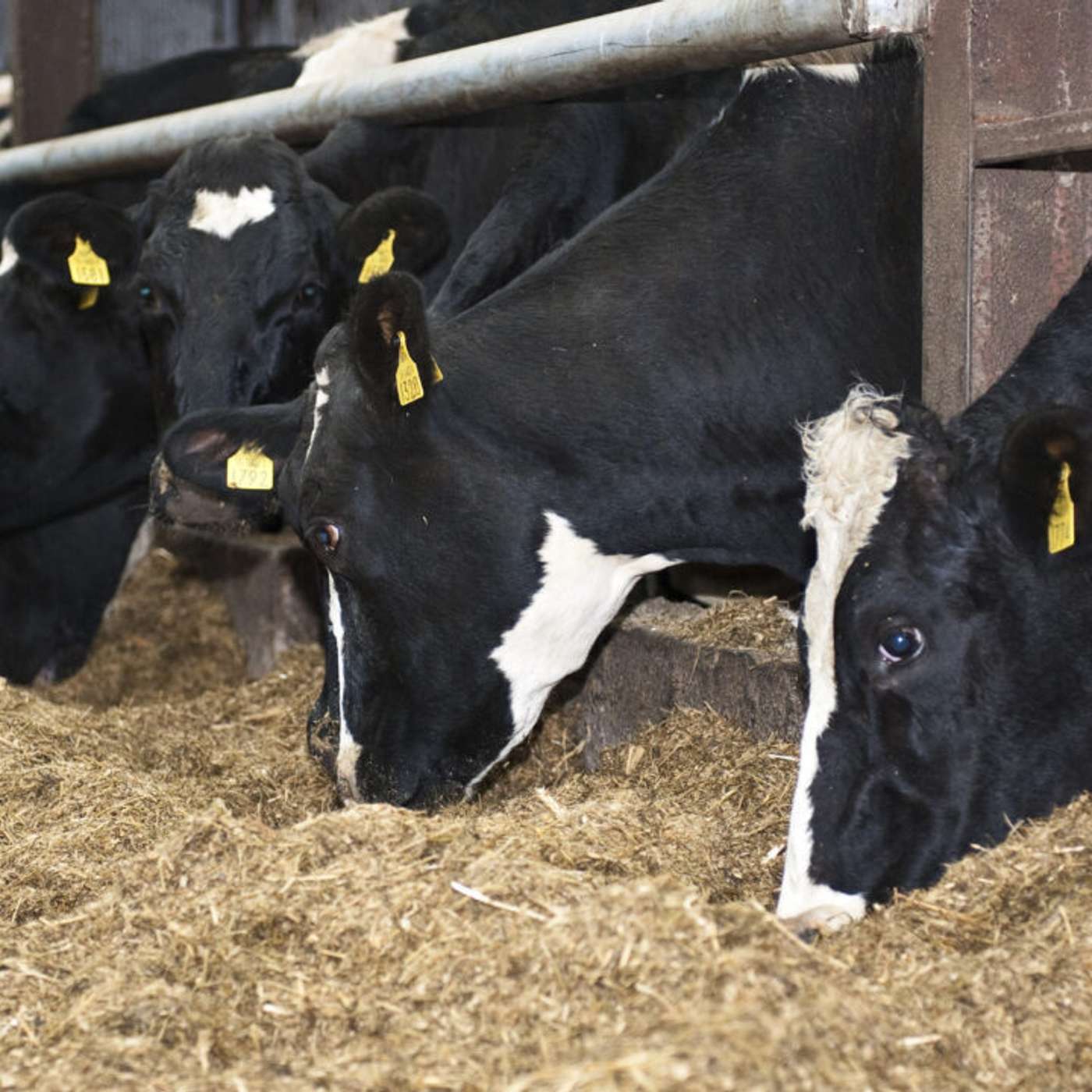 The current fodder situation & advice for winter feed