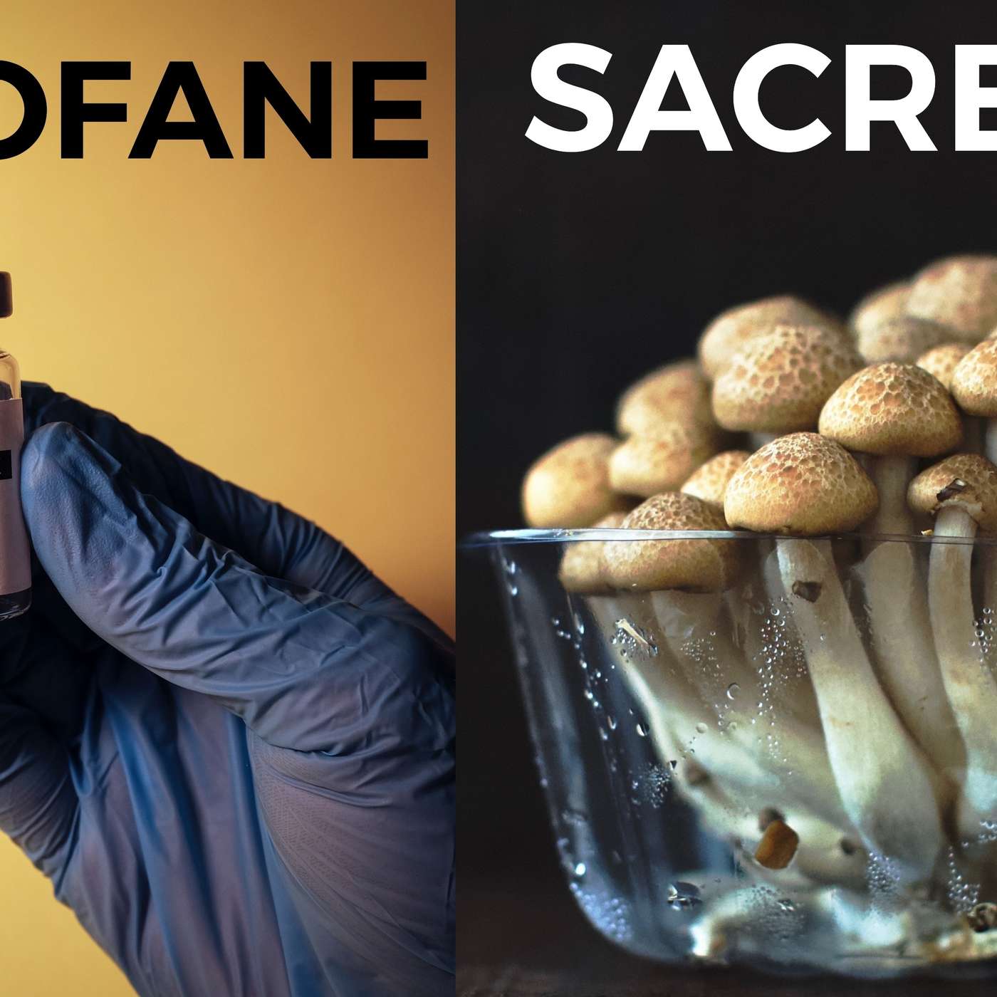 The Sacred and the Profane: Ritual, Morality, and the Hidden Architecture of Human Experience