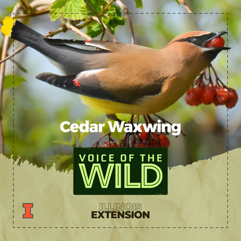 Episode 26: Cedar Waxwing – Voice of the Wild