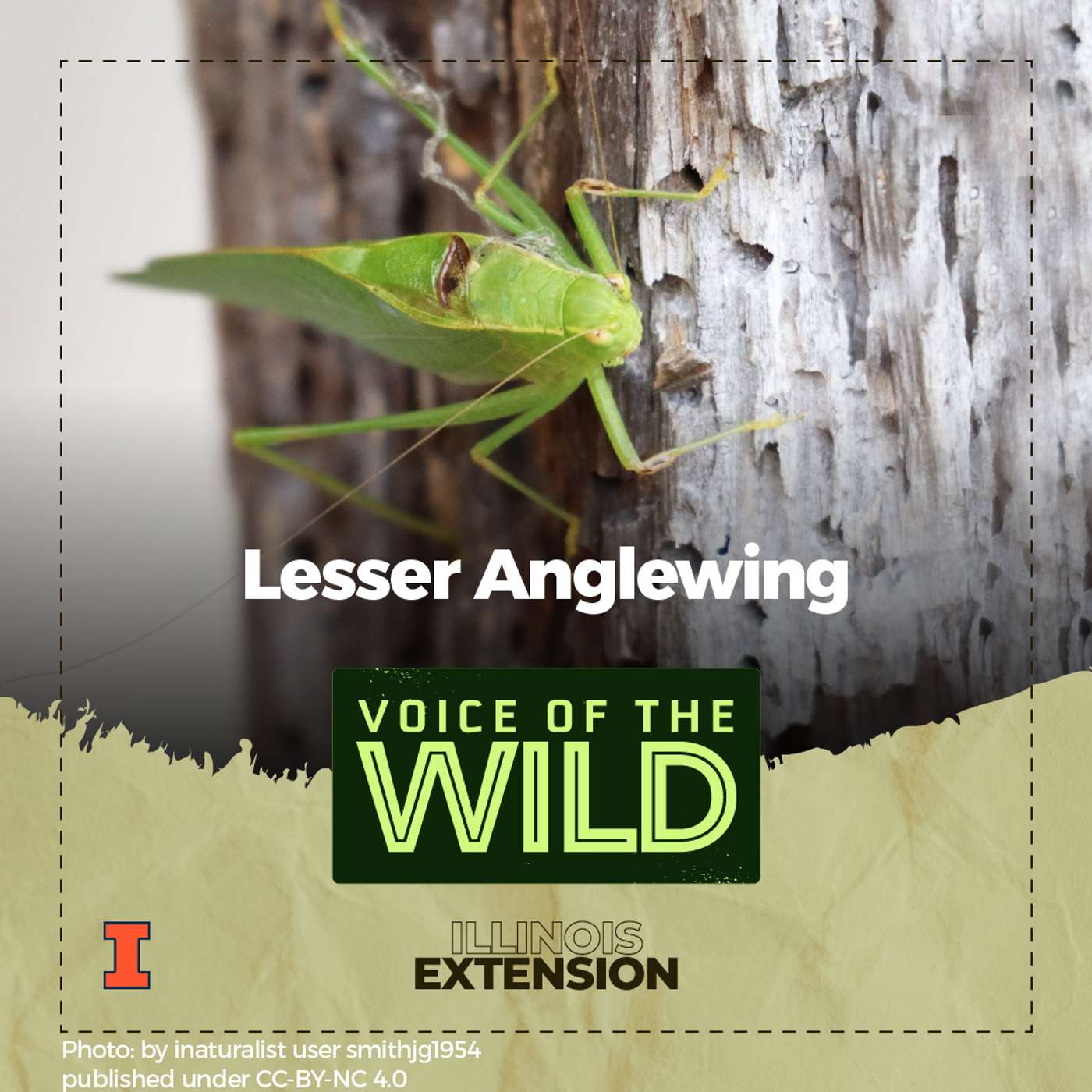 Episode 70: Lesser Anglewing – Voice of the Wild