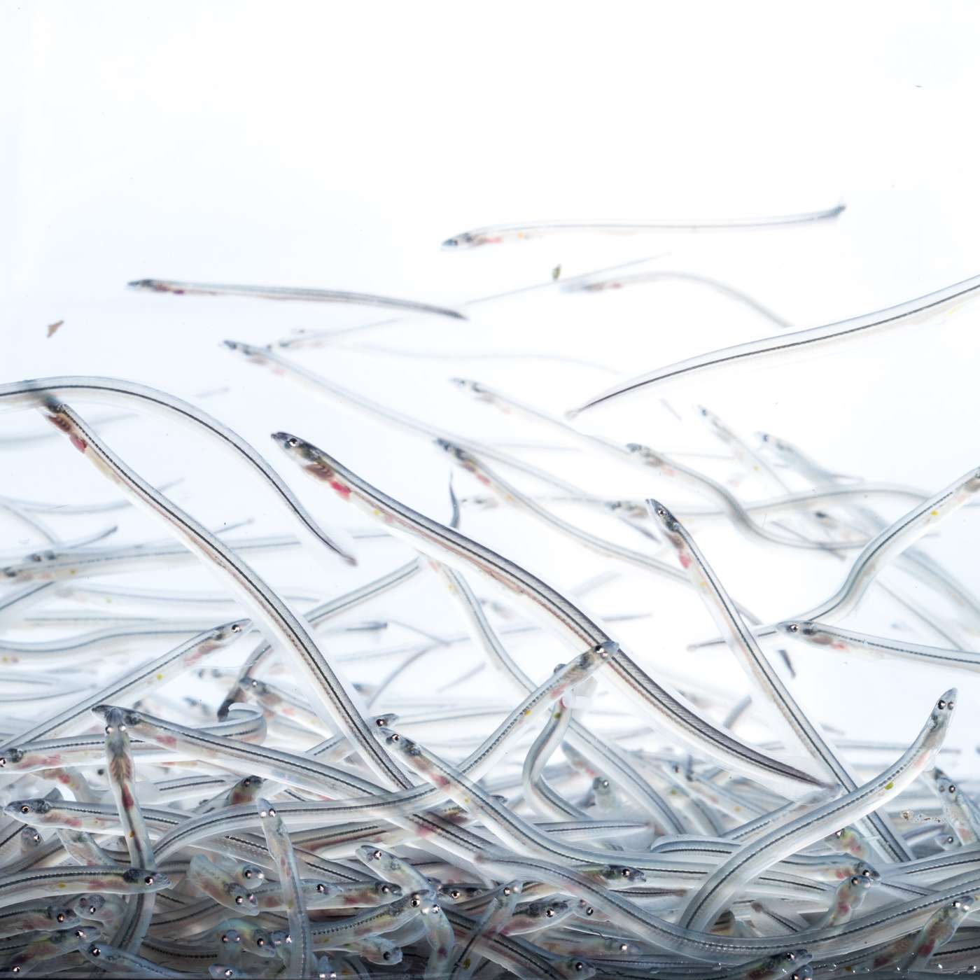 Little Spaghetti Noodles: The Secret Life of the American Eel Little Spaghetti Noodles: The Secret Life of the American Eel