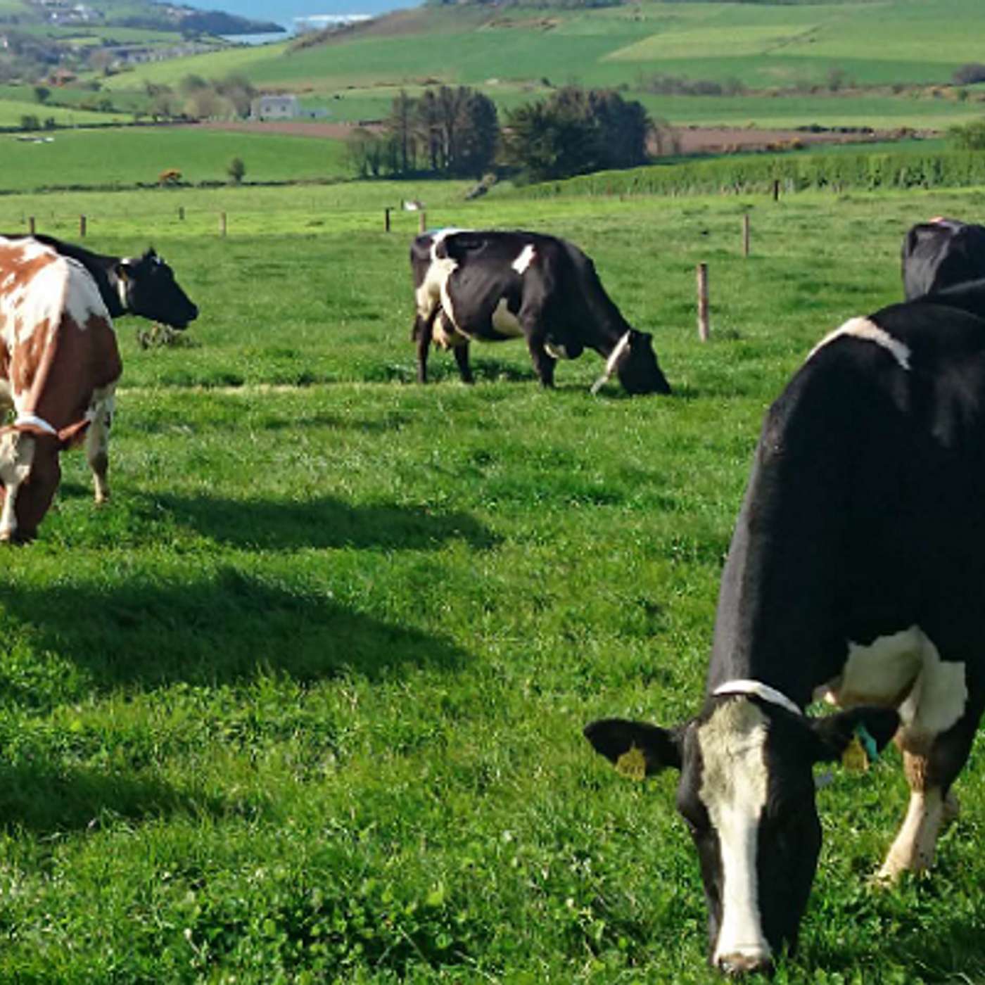 €500 per Cow: Building the Financial Safety Net for 2026