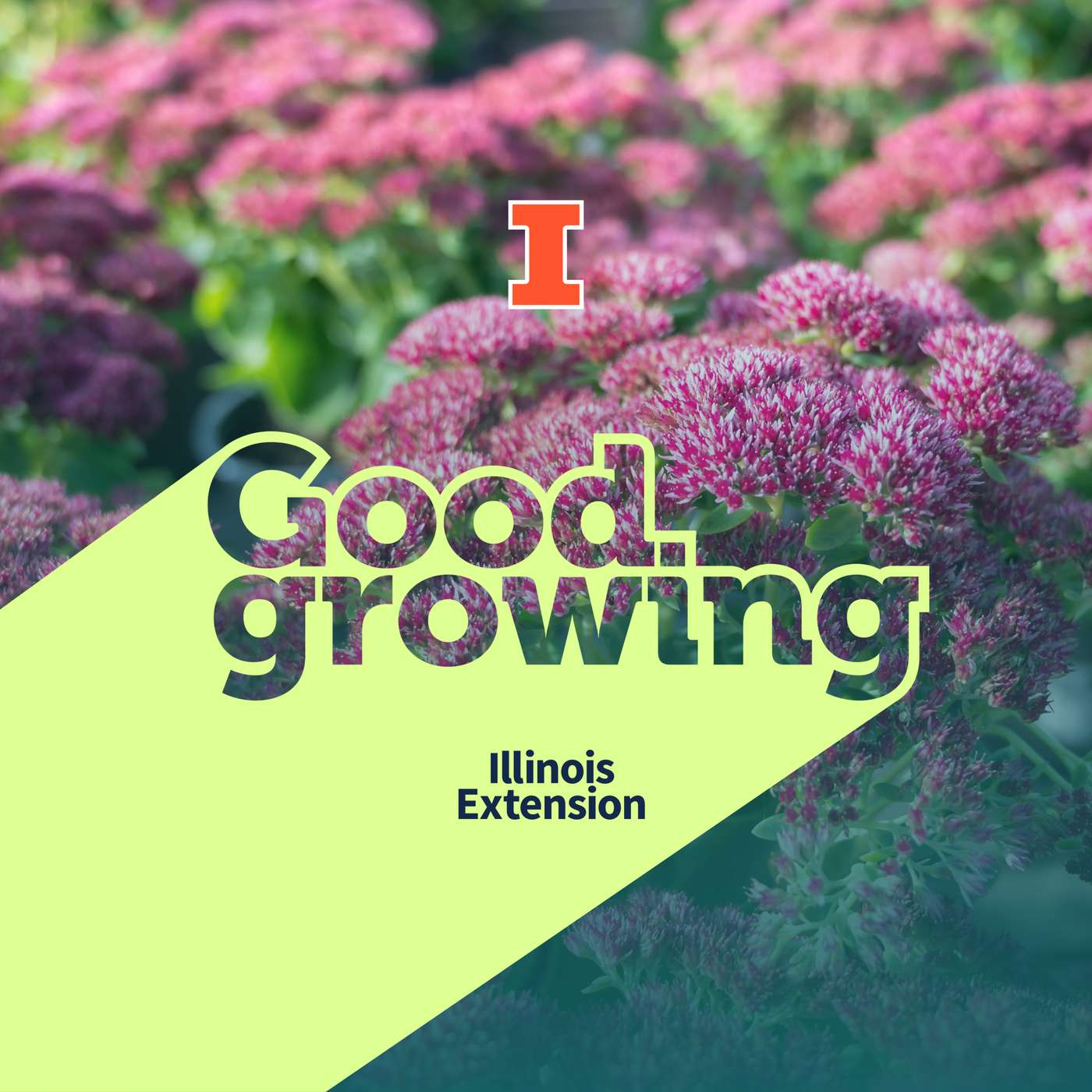 Ep. 269 Sedums: Tough, Diverse, and Complicated | #GoodGrowing