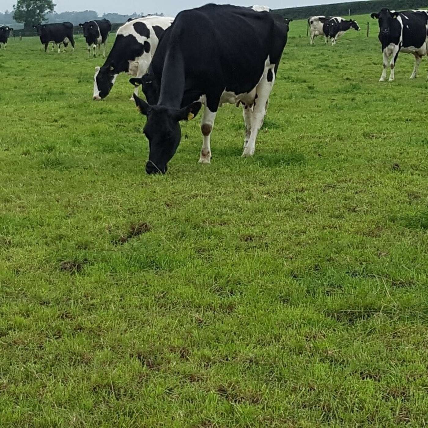 The Three Priorities of Autumn Grazing