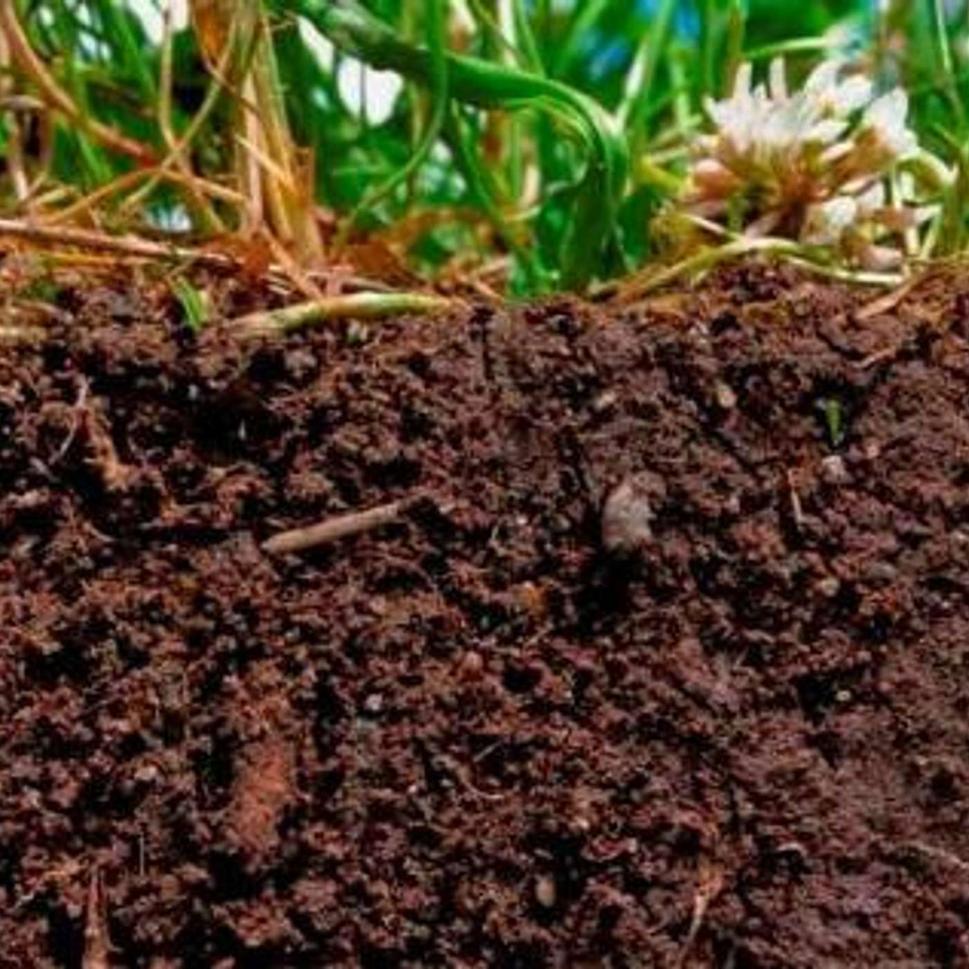 What’s working harder than any tractor? The microbes in your soil