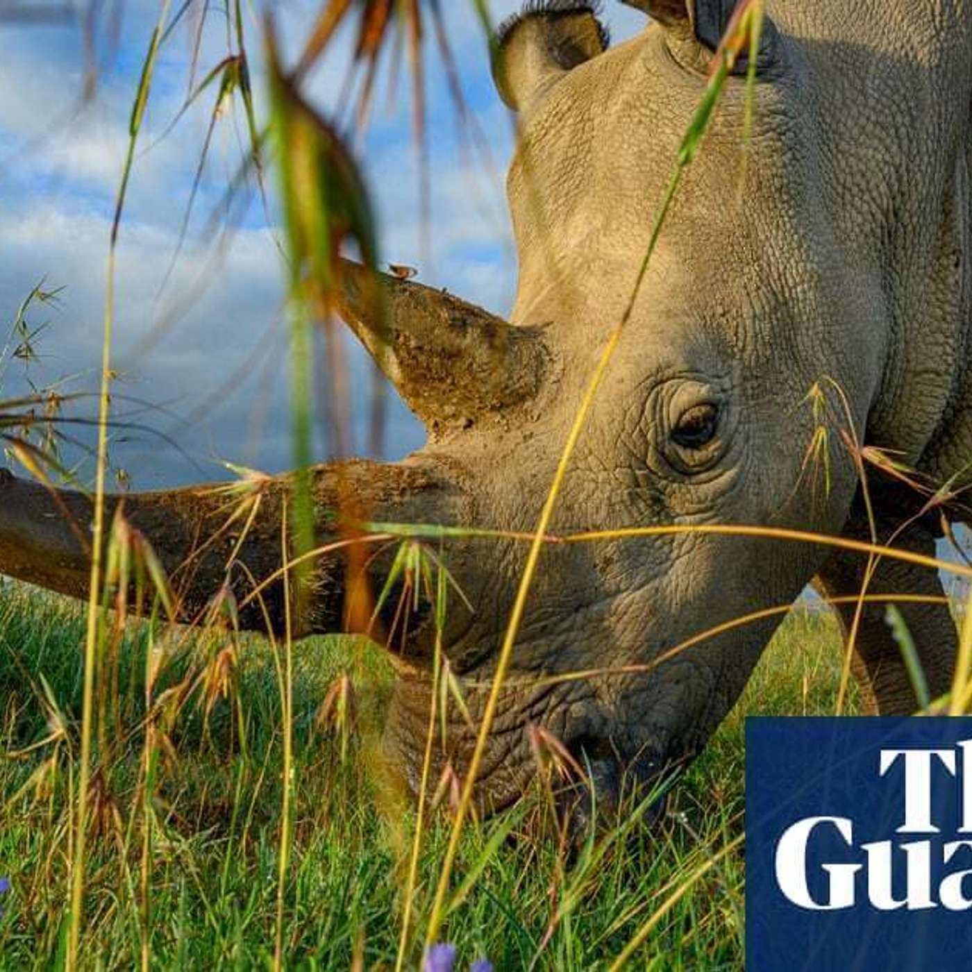 Rhino Pregnancy Brings Hope, Gene Therapy Restores Hearing, Study Challenges Columbus Syphilis Theory, Harvard Institute Faces Data Probe, and more...
