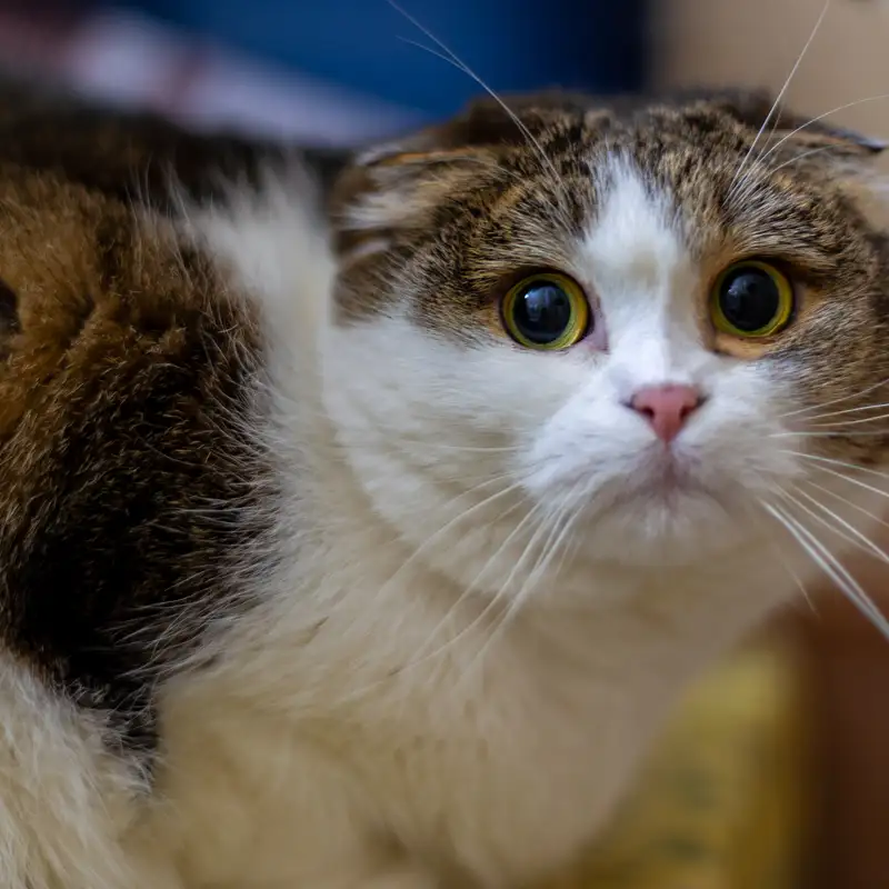 Why Calm is Health: How Stress Leads to Illness in Animals