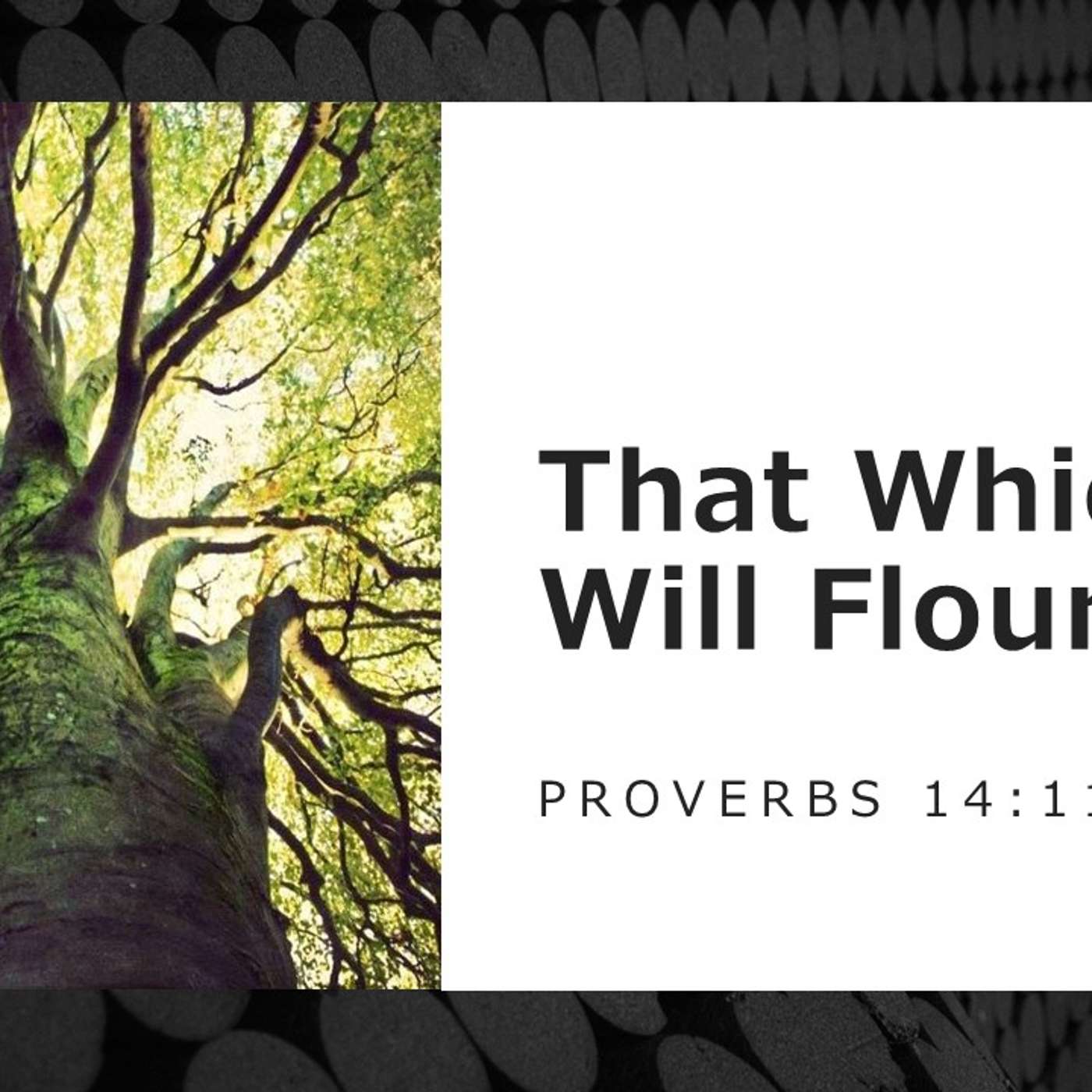 That Which Will Flourish | 06/08/25 Morning Service