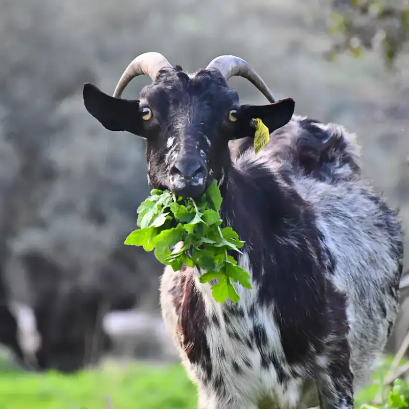 Tethering The Goat