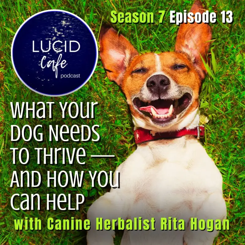 What Your Dog Needs to Thrive — And How You Can Help with Rita Hogan