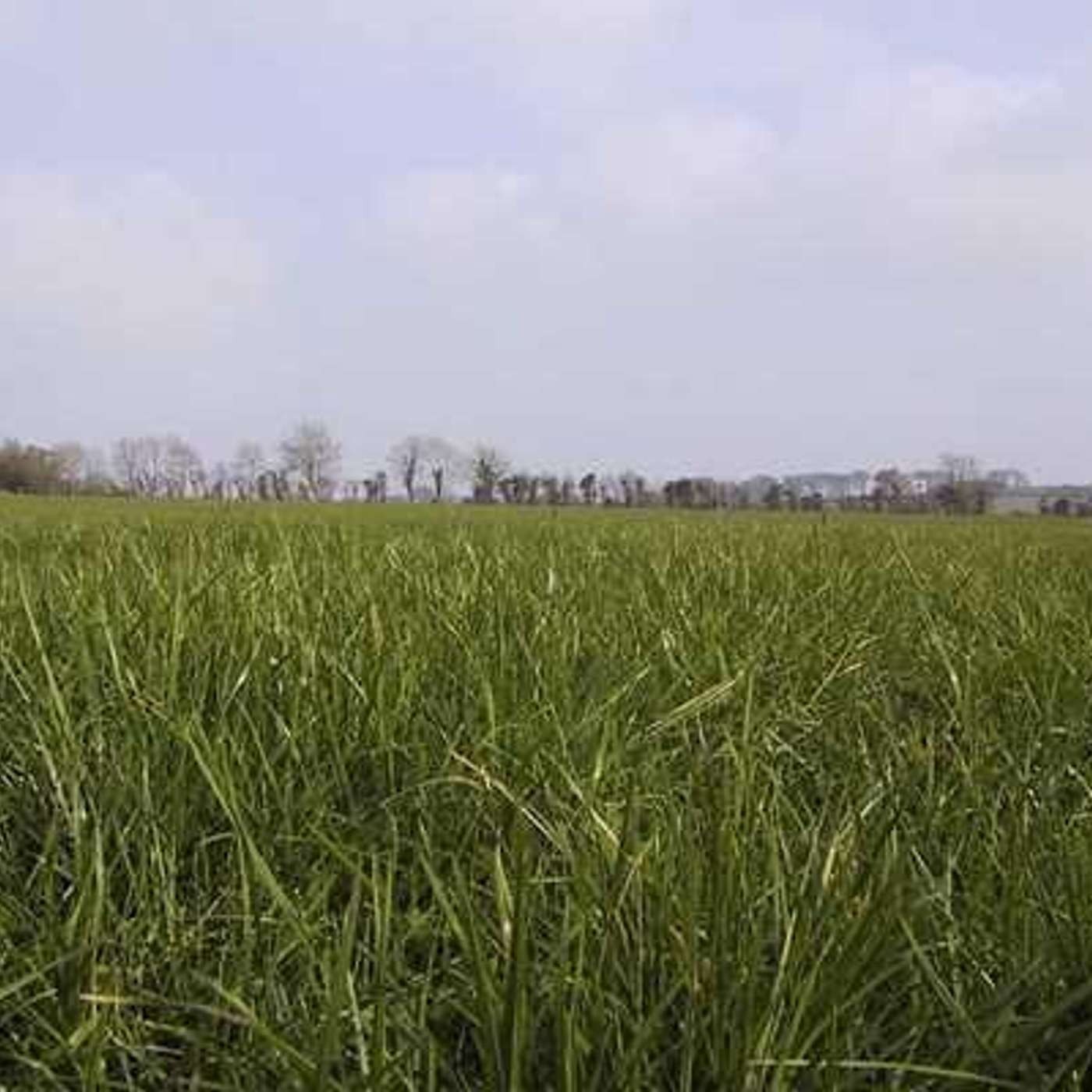 How to achieve higher grass production and utilisation