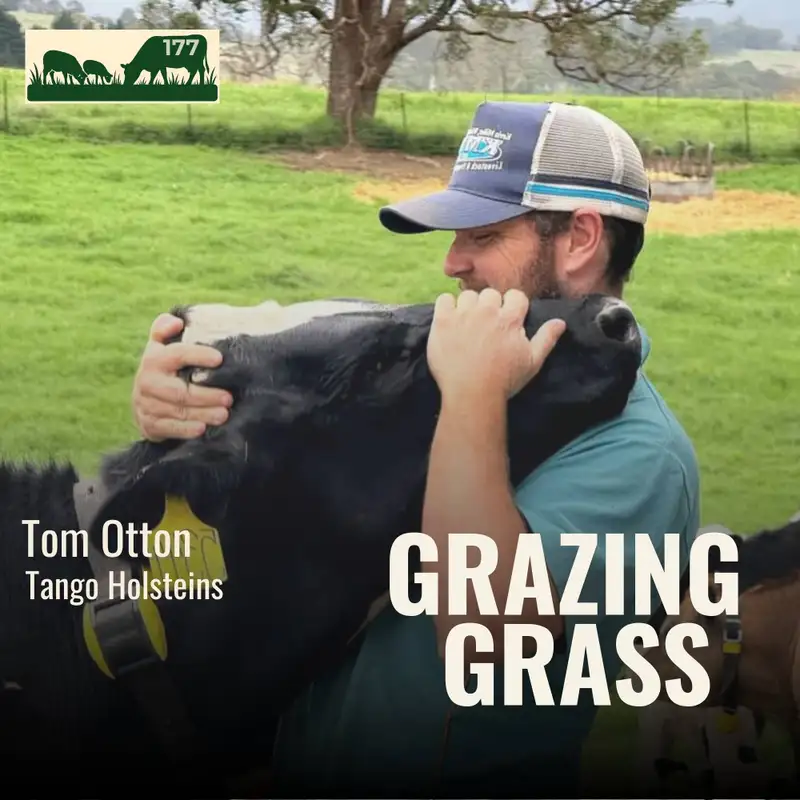 177. How Tango Holsteins Embraces Regenerative Dairy Without the Buzzwords with Tom Otton