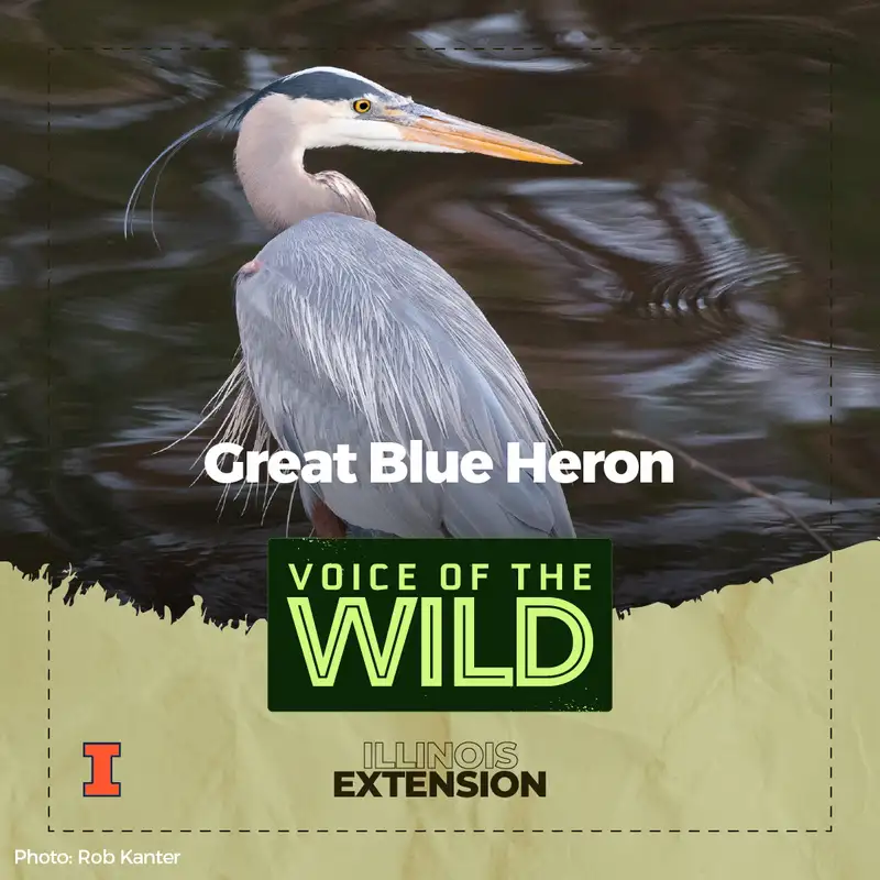 Episode 92: Great Blue Heron – Voice of the Wild