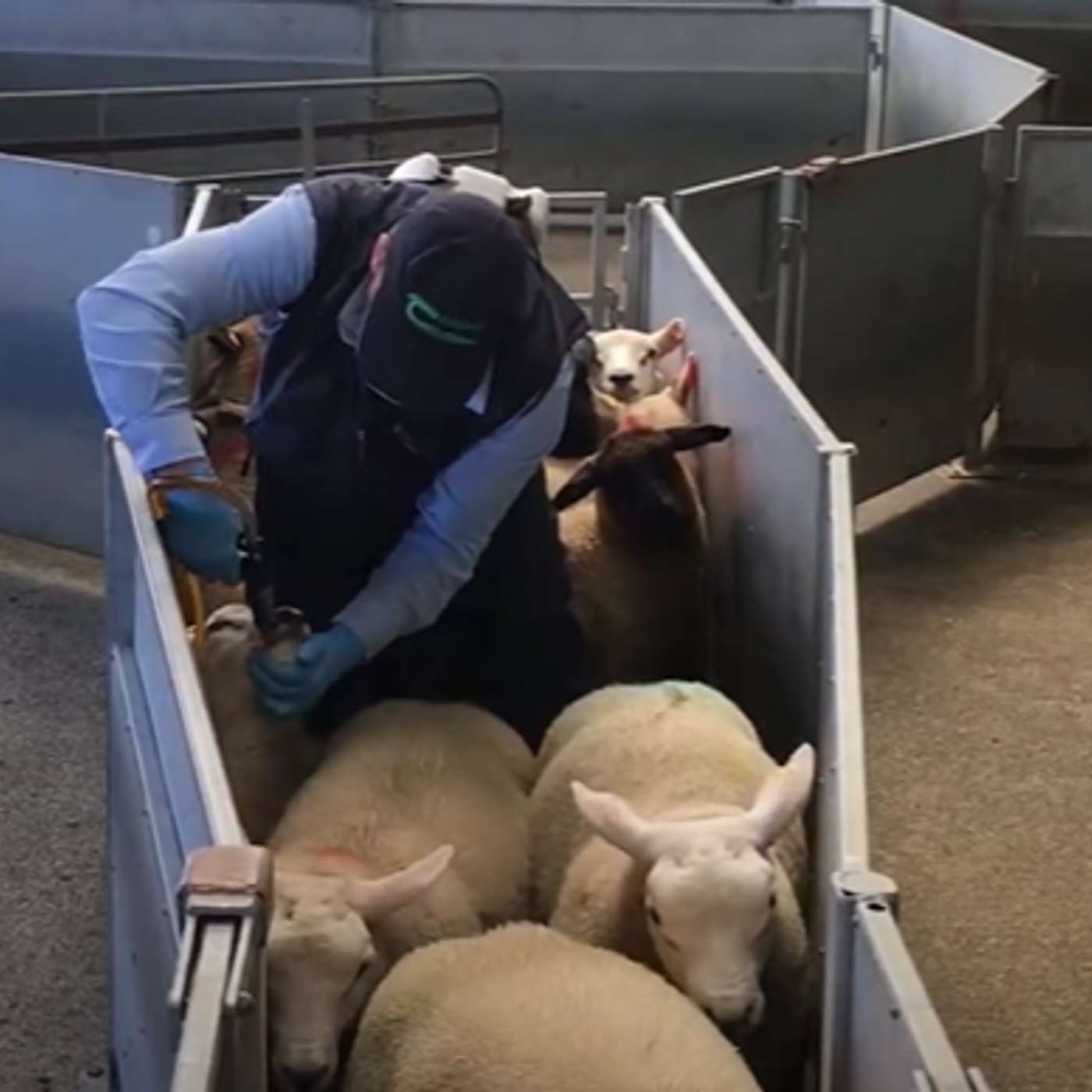 Monitoring Worm Burden & Assessing Drench Effectiveness