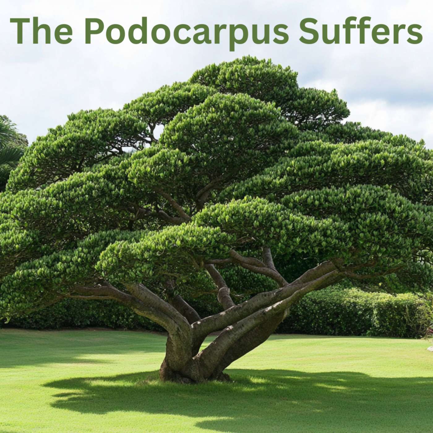 Day 193 - The Podocarpus Suffers episode artwork