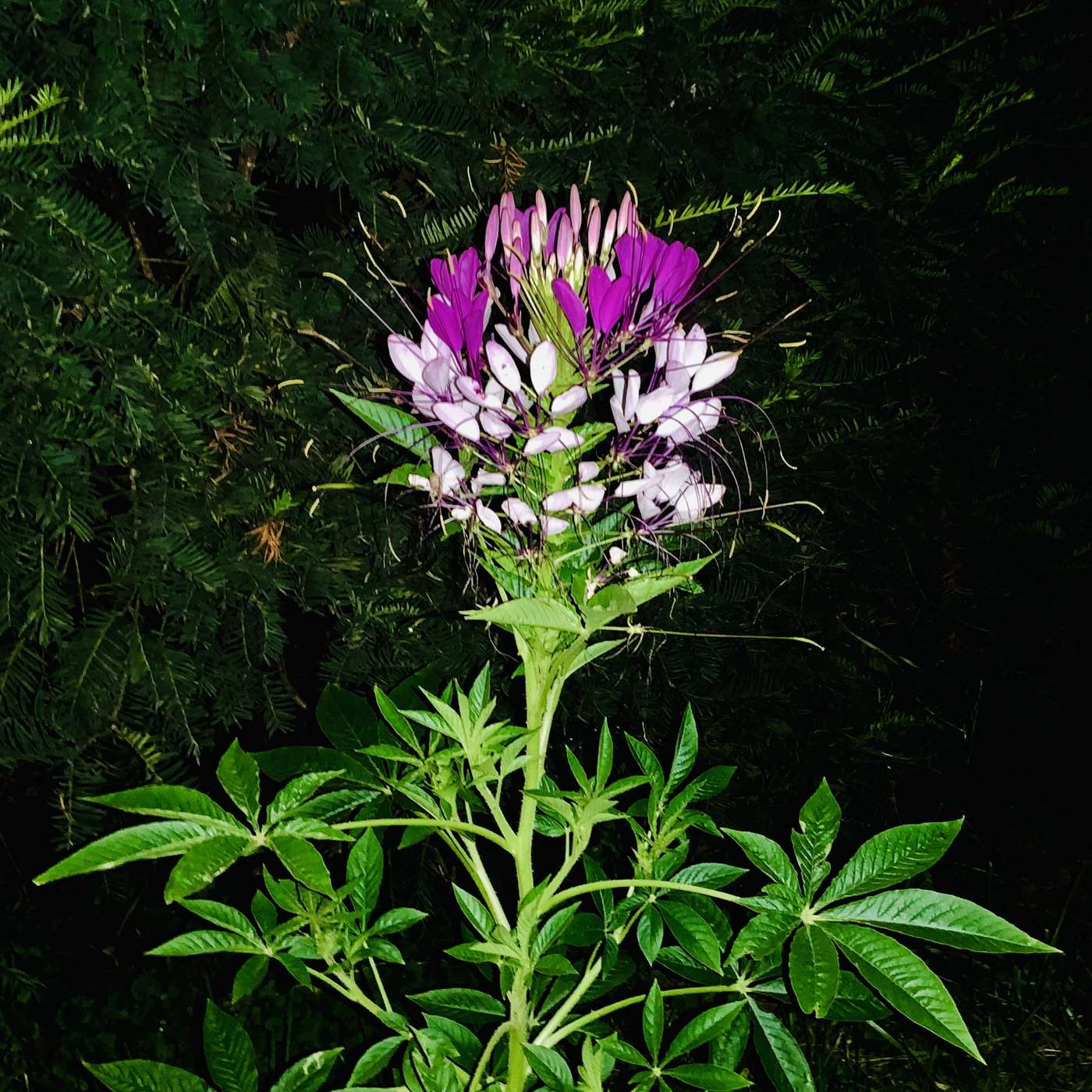 Are we learning from job stress?