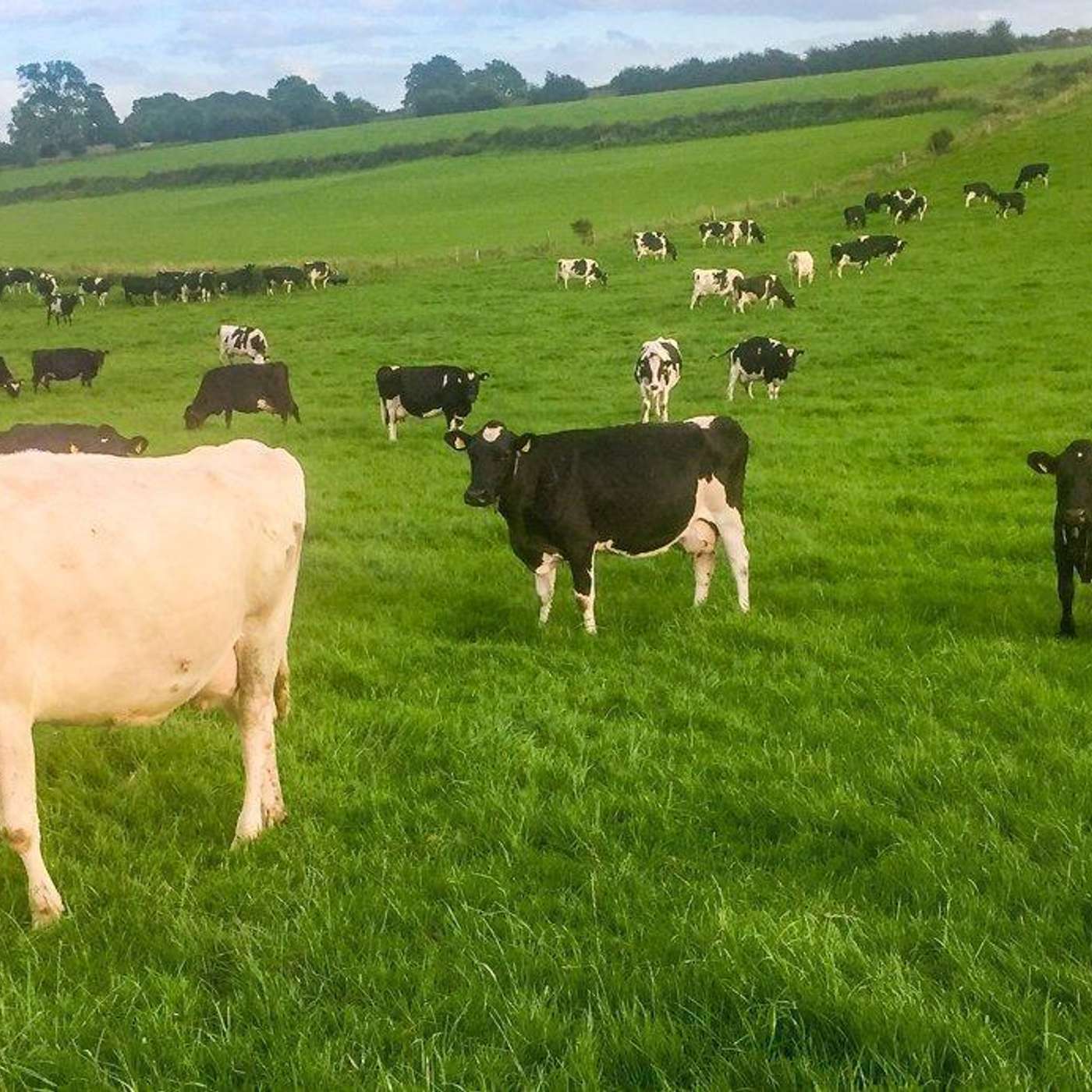 Ed Payne and achieving high levels of grass utilisation