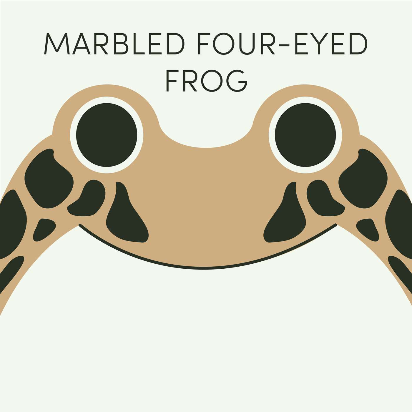 Marbled Four-Eyed Frog | Week of July 27th
