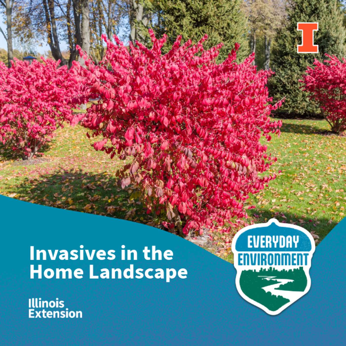 When good plants go bad: invasives in the home landscape with Chris Enroth