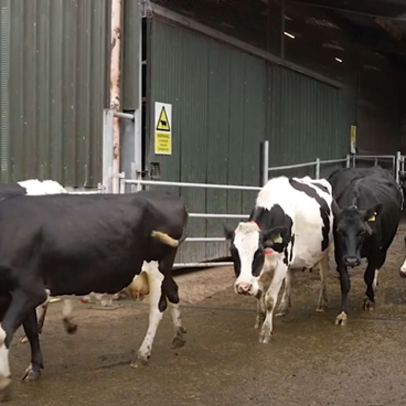 Managing lameness will improve herd performance