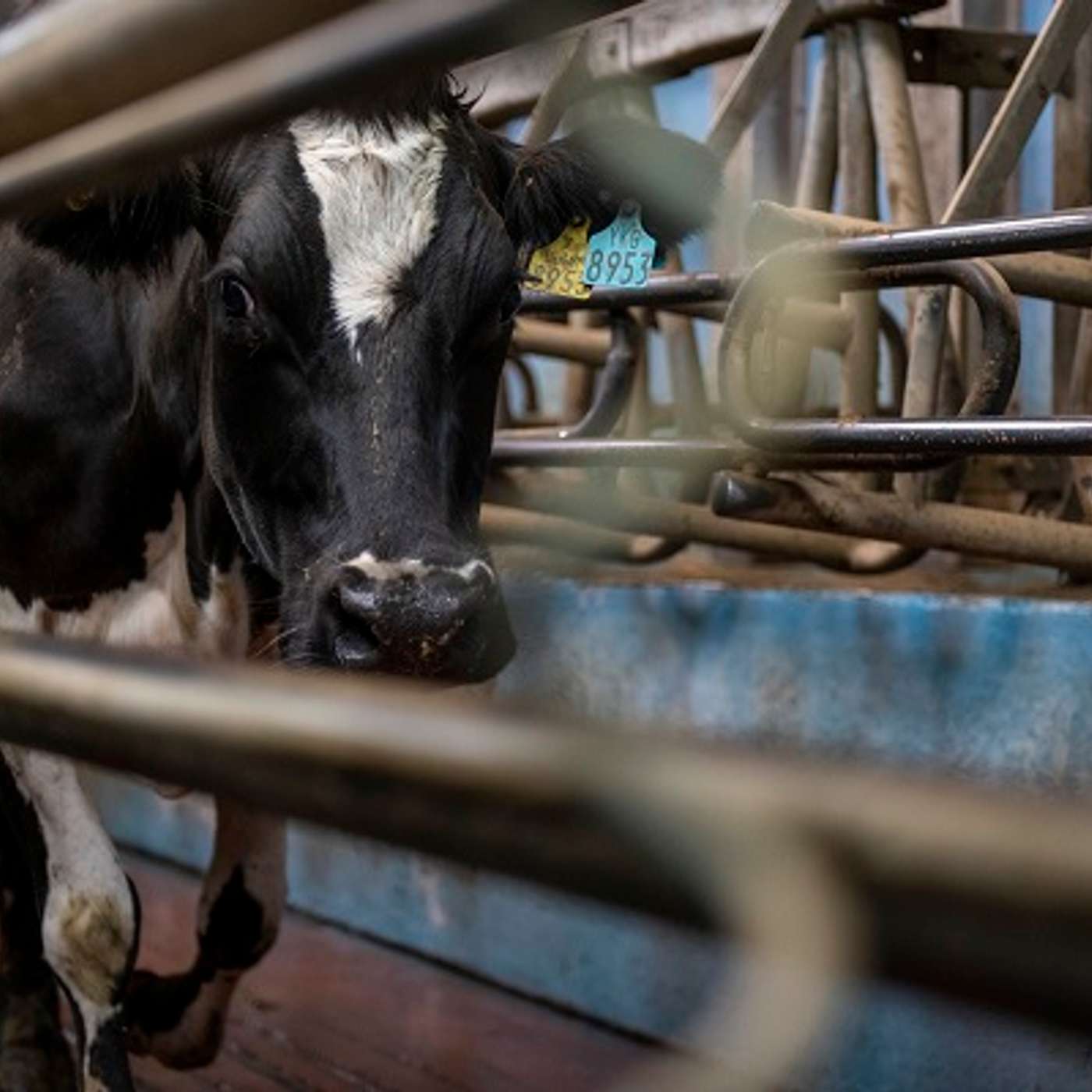 Getting the most from milk recording