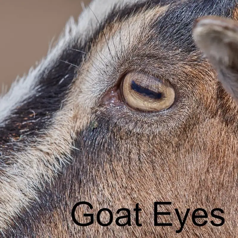 Goat Eyes