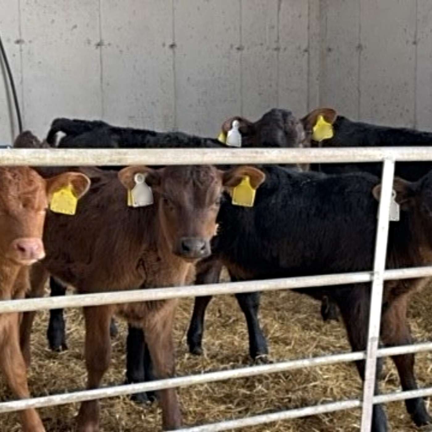 DairyBeef 500 farmer, David Gannon, on his breeding plan for 2024