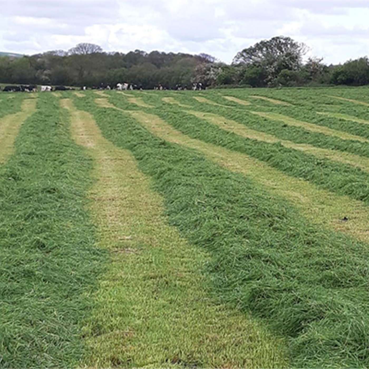 Assessing winter feed stocks - what are the priority actions?