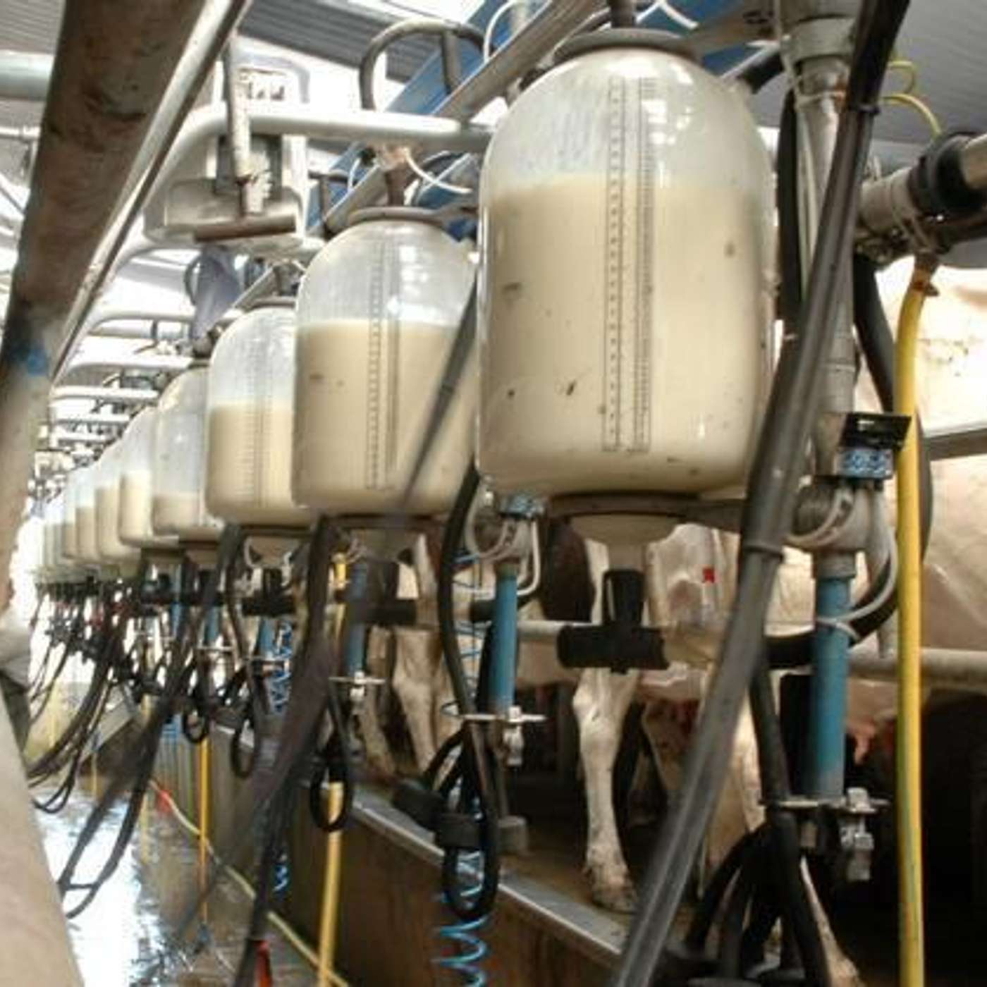 The economic benefits of milk recording