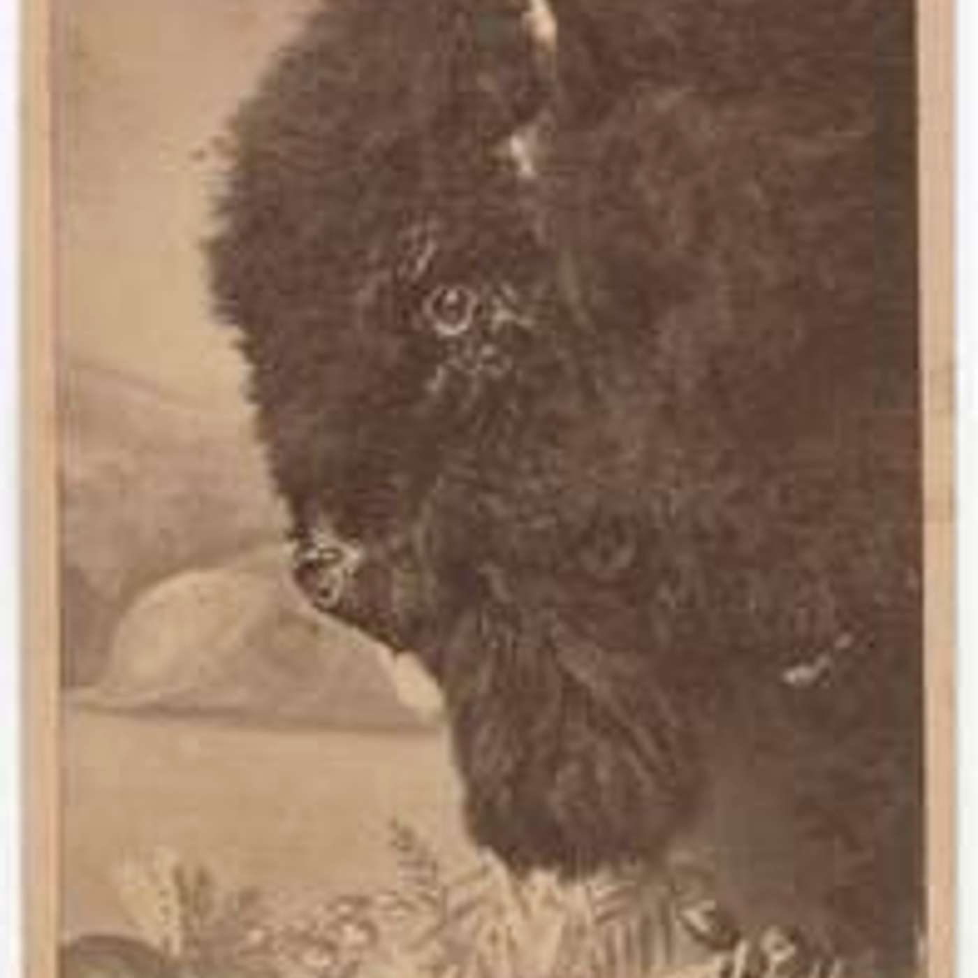 The Blue Mounds Bison The Blue Mounds Bison