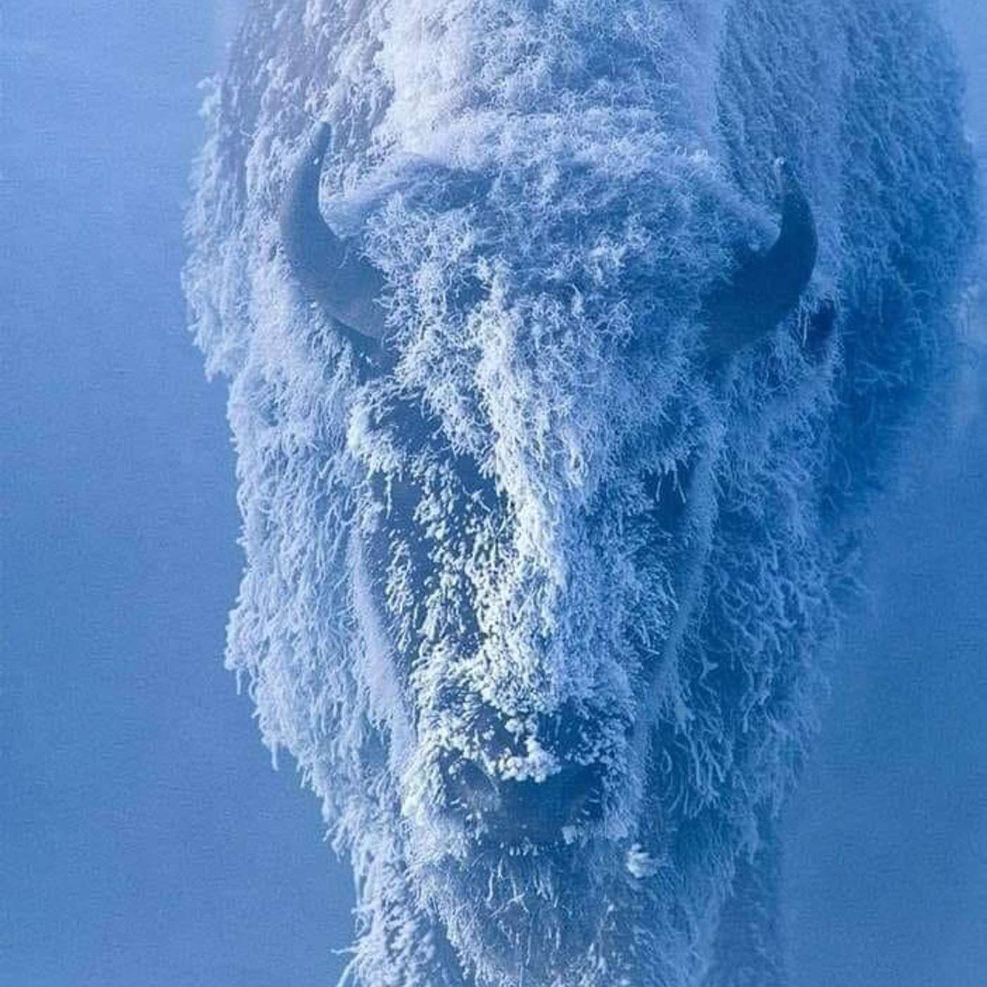 Breaking Tables | A Buffalo Bills Podcast