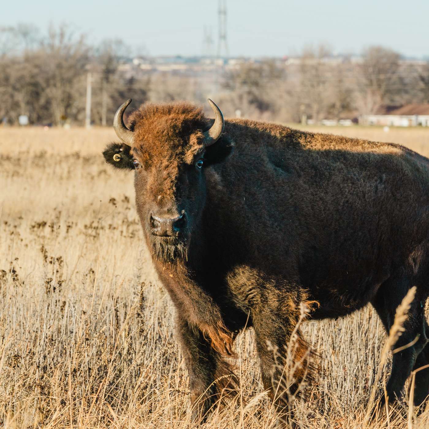 Shakopee Mdewakanton Sioux Community Welcomes Buffalo Nation Back to their Homelands to Revitalize Culture episode artwork
